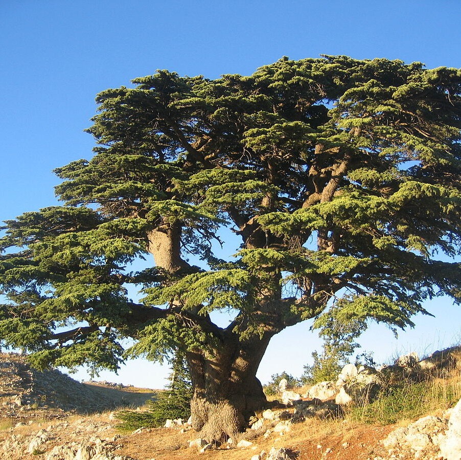 Cèdre_du_Liban Cèdre du Liban 500 ML – Image 1