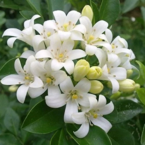 Jasmin Jasmin 500 ML – Image 1