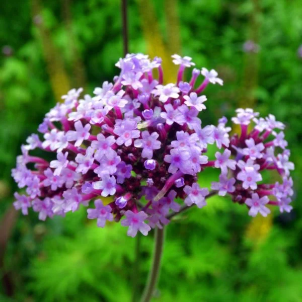 VERV0020-Verveine-de-Buenos-Aires-VERBENA-bonariensis-Violetta-e1579445968680 Fleur de Verveine 500 ML – Image 1
