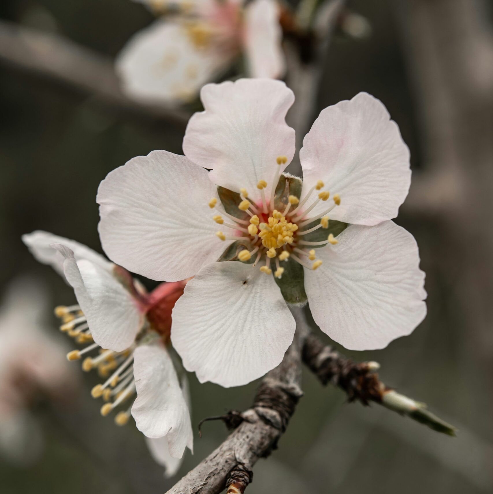 almond flower Fleur d'Amande 500 ML – Image 1