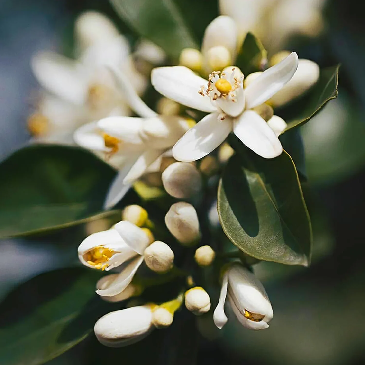 fleur oranger Fleur d'Oranger 500 ML – Image 1