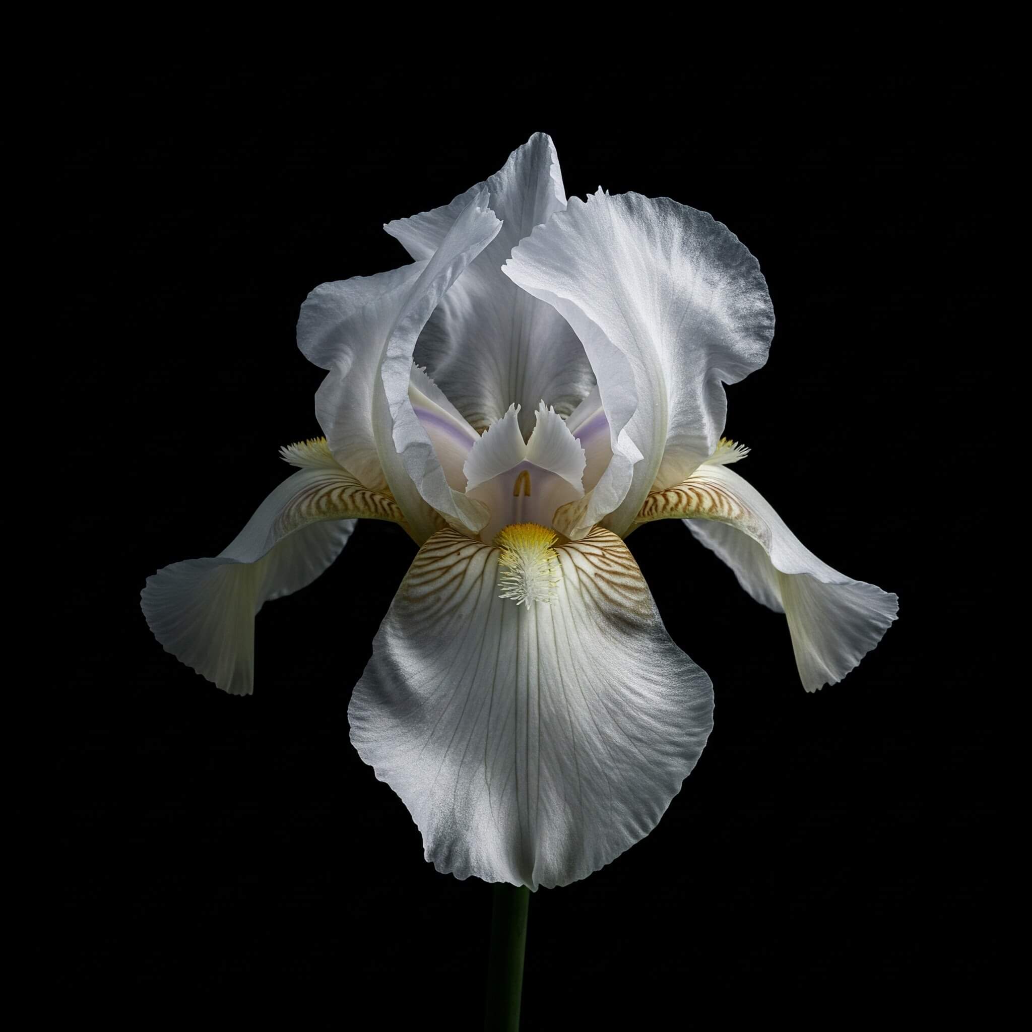 parfum d'ambiance maroc iris Senteur Iris Blanc 500 ML – Image 1