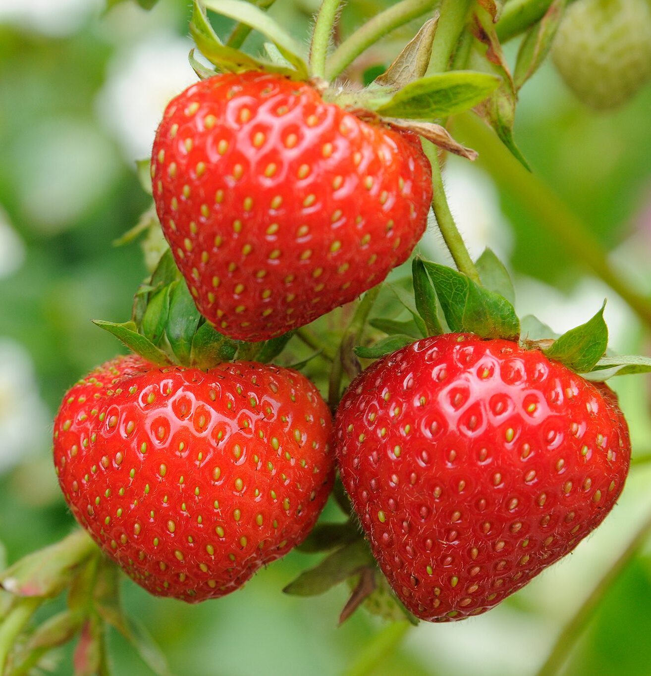 strawberries Senteur Strawberry 500 ML – Image 1